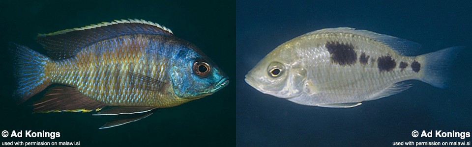 Copadichromis sp. 'pictus maleri' Nakantenga Island