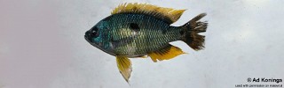 Copadichromis sp. 'quadrimaculatus yellow'