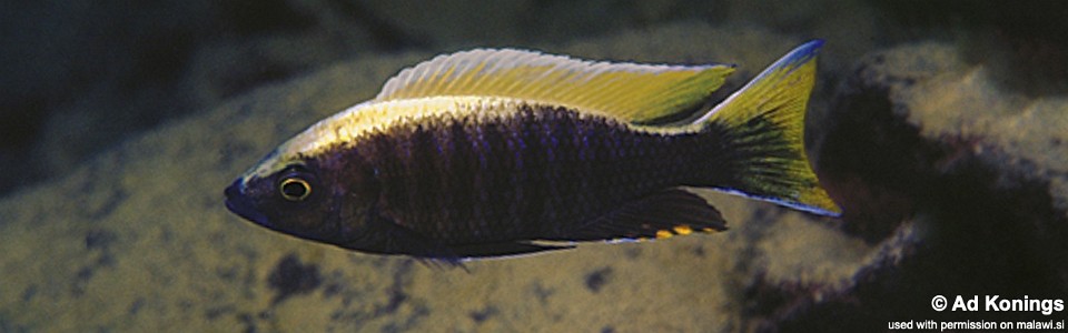 Copadichromis sp. 'virginalis gold' Nkanda<br><font color=gray>Copadichromis sp. 'virginalis yellow crest' Nkanda</font>