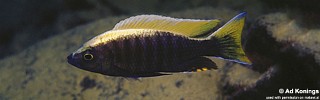 Copadichromis sp. 'virginalis gold'