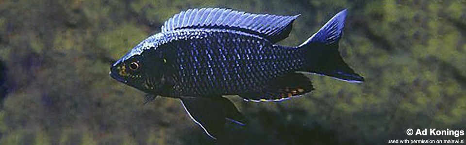 Copadichromis sp. 'virginalis kajose' Kirondo