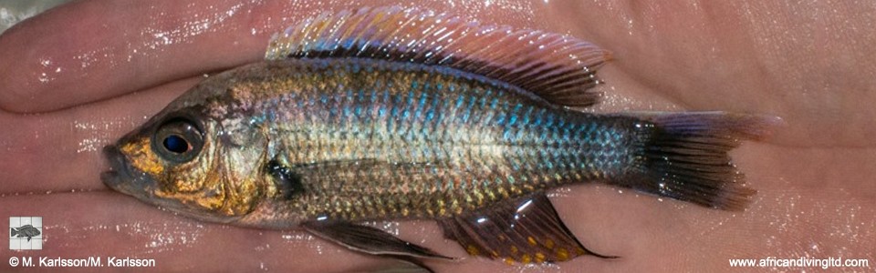 Copadichromis sp. 'virginalis kajose' Nkanda