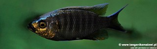 Copadichromis sp. 'virginalis kajose'.jpg