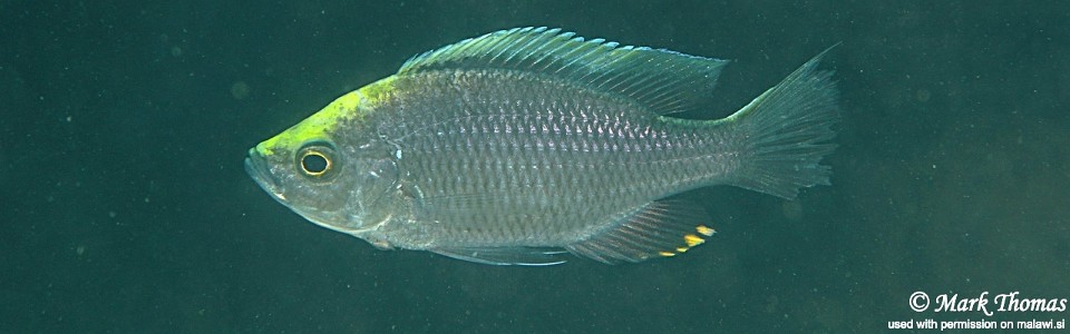 Copadichromis sp. 'virginalis namalenje' Namalenje Island