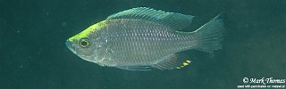 Copadichromis sp. 'virginalis namalenje' Namalenje Island.jpg