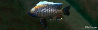 Copadichromis sp. 'yellow black lupingu'