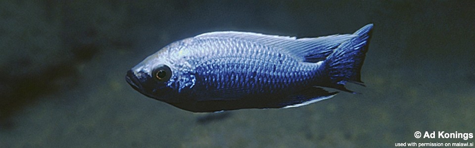 Copadichromis trewavasae 'Chizumulu Island'