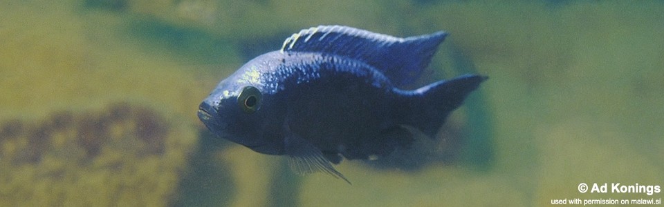 Copadichromis trewavasae 'Cobwé'