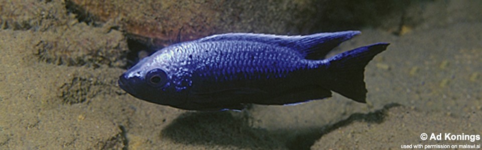 Copadichromis trewavasae 'Lupingu'