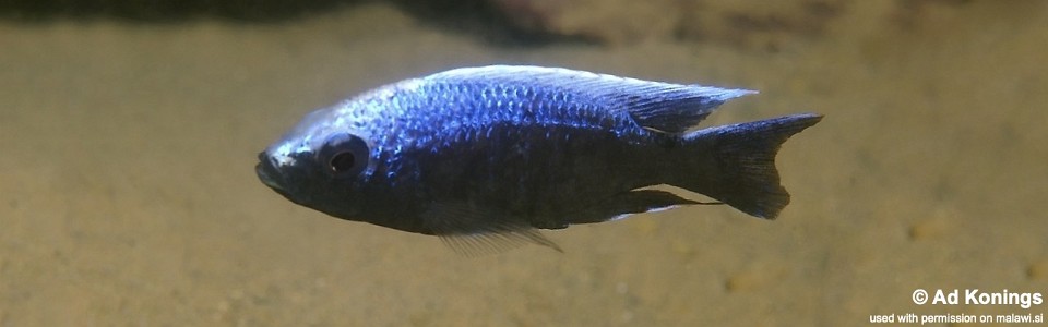 Copadichromis trewavasae 'Manda'