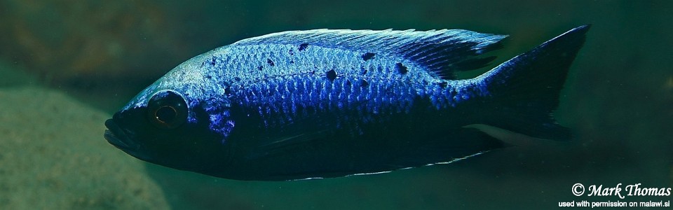 Copadichromis trewavasae 'Ngwasi'