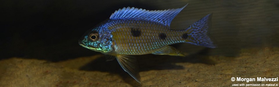 Copadichromis verduyni 'Border'