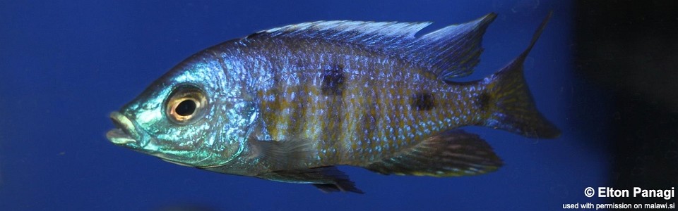 Copadichromis verduyni 'Chidunga'