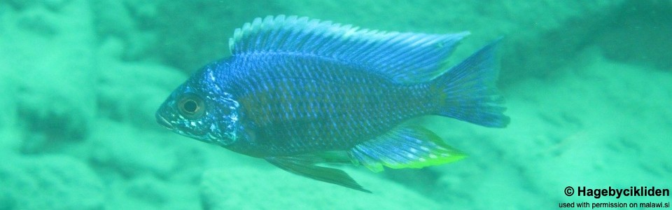 Copadichromis verduyni 'Masinje'