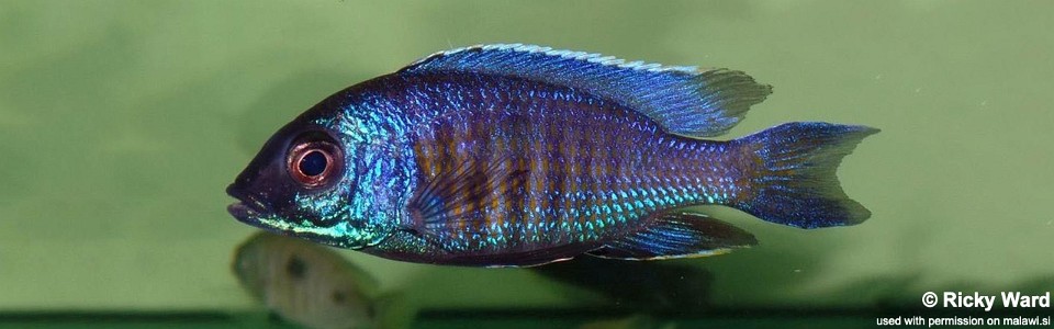 Copadichromis verduyni 'Mbamba Bay'