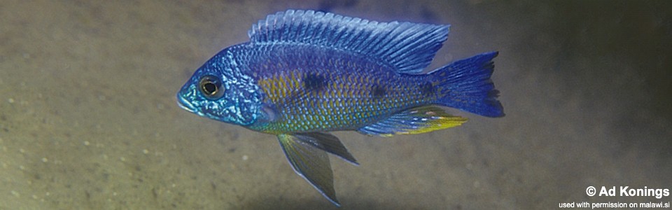 Copadichromis verduyni 'Narungu'