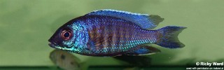 Copadichromis verduyni 'Mbamba Bay'.jpg