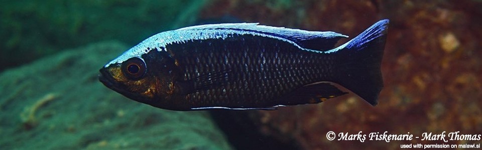 Copadichromis virginalis 'Cape Kaiser'