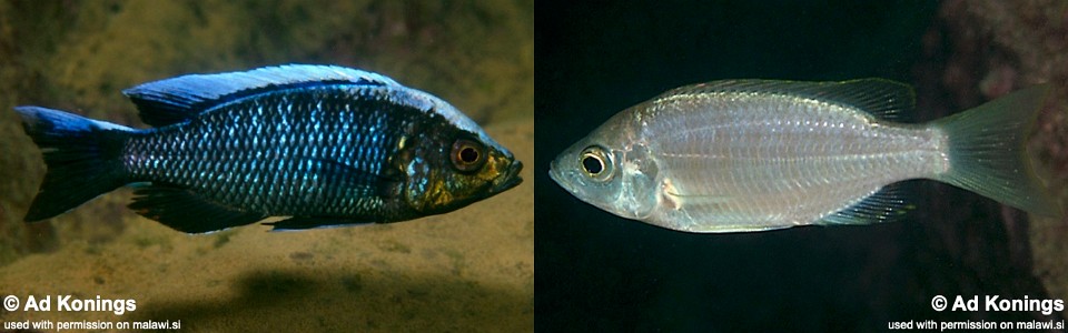 Copadichromis virginalis 'Manda'