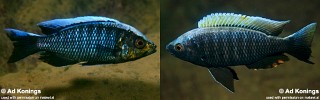 Copadichromis virginalis