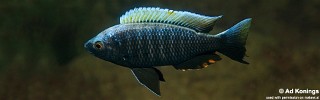 Copadichromis virginalis 'Higga Reef'.jpg