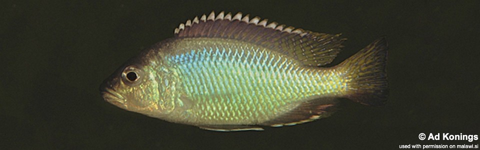 Corematodus taeniatus 'Chemwezi'