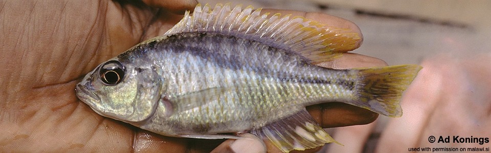 Corematodus taeniatus 'Narungu Bay'