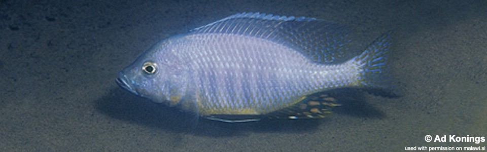 Ctenopharynx intermedius 'Makokola Reef'