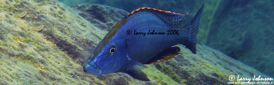 Dimidiochromis compressiceps 'Masinje'