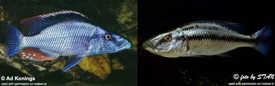 Dimidiochromis compressiceps (unknown locality)