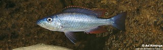 Dimidiochromis dimidiatus