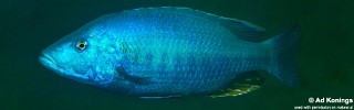 Dimidiochromis kiwinge 'Zimbawe Rock'.jpg