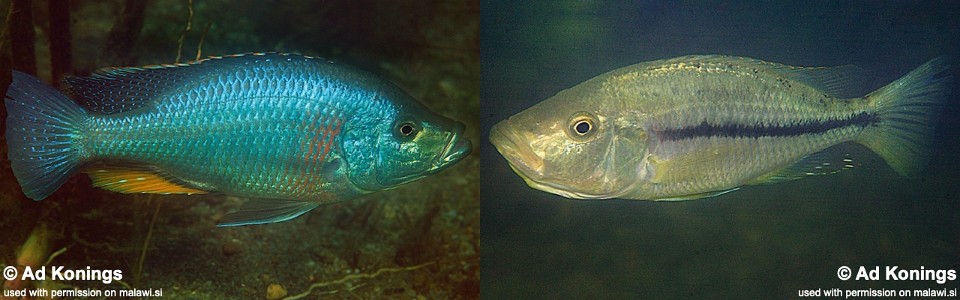 Dimidiochromis strigatus 'Kambiri Point'