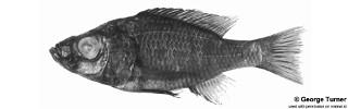 Diplotaxodon aeneus