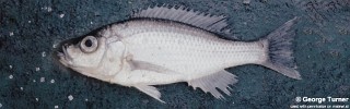 Diplotaxodon altus