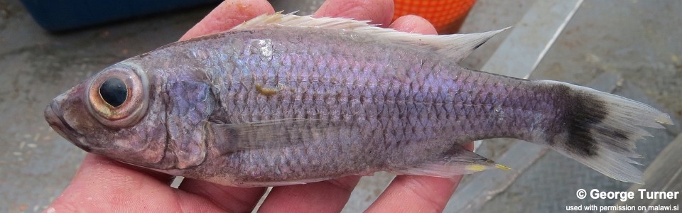 Diplotaxodon ecclesi 'South East Arm'