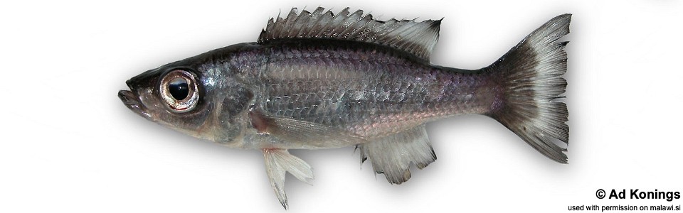 Diplotaxodon macrops 'Chitande Island'