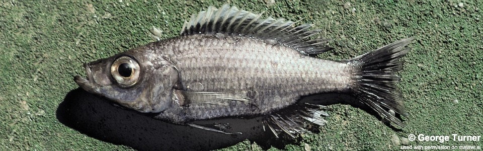 Diplotaxodon macrops 'South East Arm'