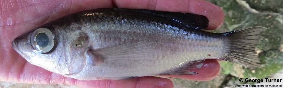 Diplotaxodon sp. 'macrops black dorsal' Nkhata Bay