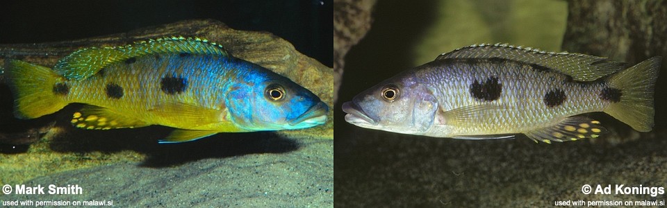 Exochochromis anagenys (unknown locality)