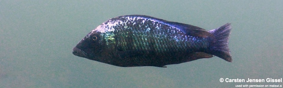 Fossorochromis rostratus 'Mitande Reef'