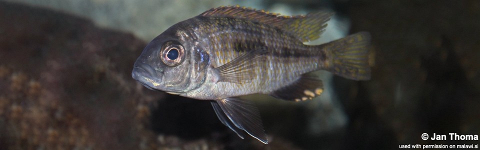 Hemitaeniochromis brachyrhynchus 'Boadzulu Island'