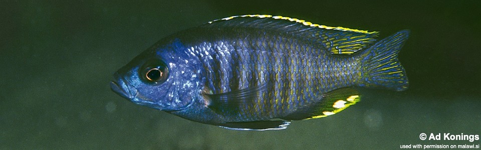 Hemitaeniochromis brachyrhynchus 'Chitande Island'