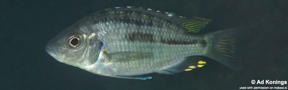 Hemitaeniochromis brachyrhynchus 'Zimbawe Rock'