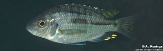 Hemitaeniochromis brachyrhynchus 'Zimbawe Rock'.jpg