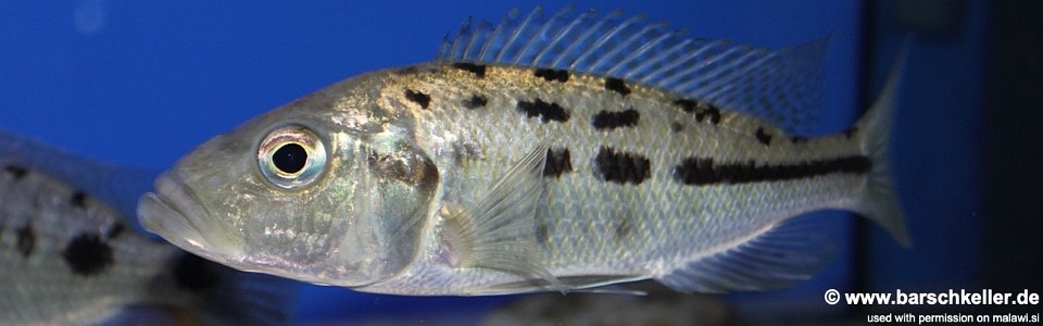 Hemitaeniochromis urotaenia 'Chimwalani Reef'