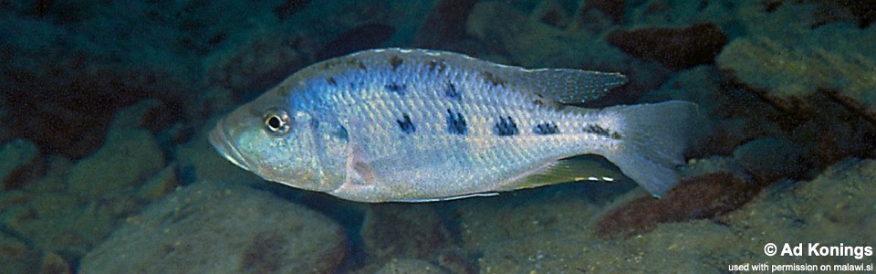 Hemitaeniochromis urotaenia 'Likoma Island'