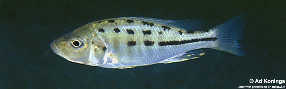 Hemitaeniochromis urotaenia 'Ntekete'