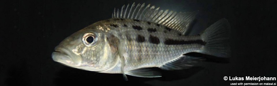 Hemitaeniochromis urotaenia (unknown locality)