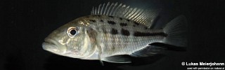 Hemitaeniochromis urotaenia.jpg